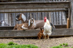 animal welfare
